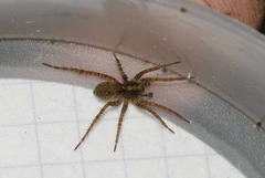 Pardosa