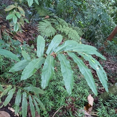Zingiberaceae