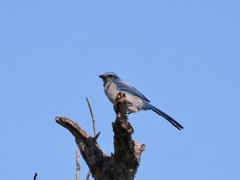 Aphelocoma coerulescens