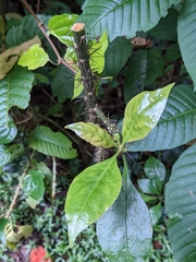Leuenbergeria bleo