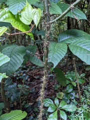 Leuenbergeria bleo