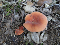 Lactifluus rugatus