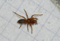 Dysdera