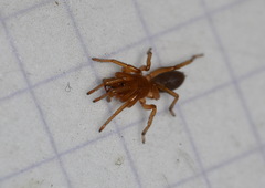 Dysdera