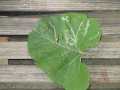 Phytomyza lappae