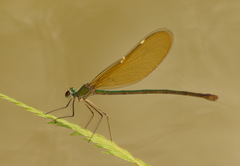 Neurobasis chinensis