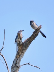 Aphelocoma coerulescens