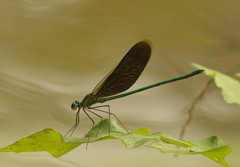 Neurobasis chinensis