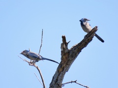 Aphelocoma coerulescens