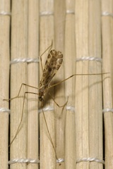 Ilisia maculata