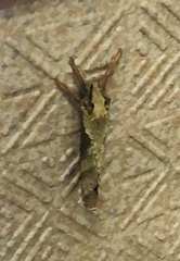 Pterygota