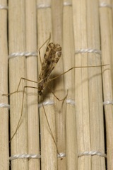 Ilisia maculata