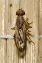 Opomyza germinationis