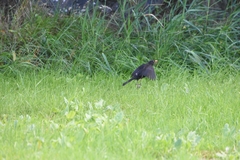 Turdus merula