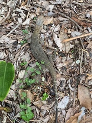 Varanus nebulosus