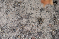 Microphthalma disjuncta