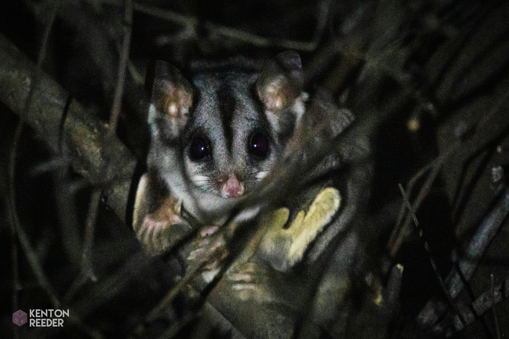 Sugar Glider from Melbourne VIC, Australia on October 3, 2022 at 0832