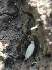 Platyarthrus hoffmannseggii