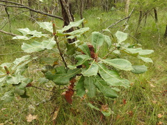 Banksia robur