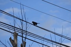 Turdus merula