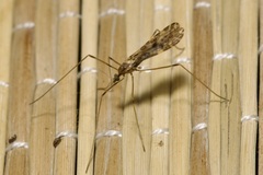 Ilisia maculata