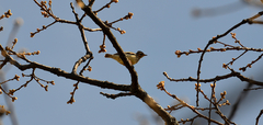Lullula arborea