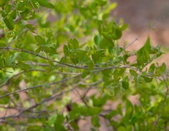 Combretum apiculatum