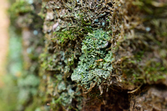 Cladonia chlorophaea