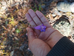 Penstemon
