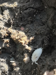 Platyarthrus hoffmannseggii