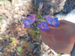 Penstemon