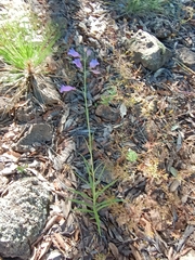 Penstemon