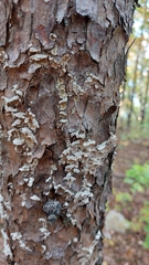 Trichaptum fuscoviolaceum