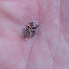 Trichaptum fuscoviolaceum