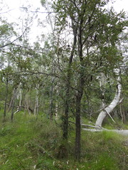 Banksia integrifolia compar