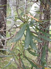 Banksia integrifolia compar