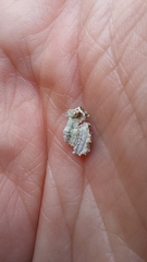 Trichaptum fuscoviolaceum