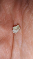 Trichaptum fuscoviolaceum