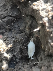 Platyarthrus hoffmannseggii