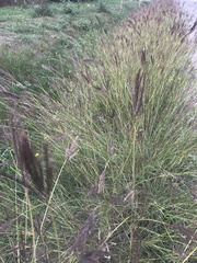 Bothriochloa ischaemum