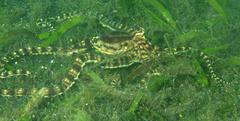Thaumoctopus mimicus
