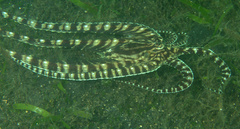 Thaumoctopus mimicus