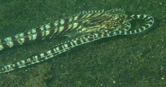 Thaumoctopus mimicus