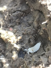 Platyarthrus hoffmannseggii