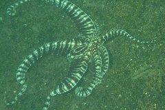 Thaumoctopus mimicus