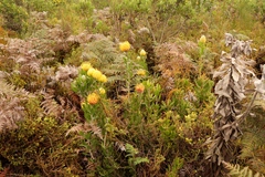 Leucospermum cuneiforme