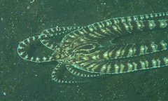 Thaumoctopus mimicus