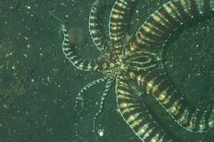 Thaumoctopus mimicus