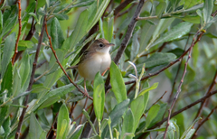 Cisticola juncidis