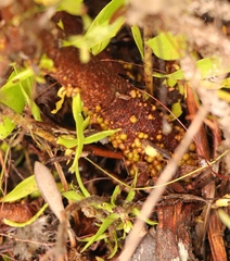 Leucospermum cuneiforme